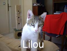 Je m’appelle Lilou, j’ai été adopté par Chimène avec Calimero