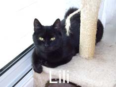 Je m’appelle Lili, j’ai été adoptée par Ingrid