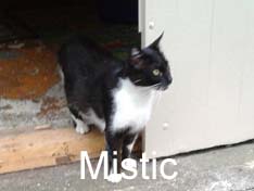 Je m’appelle Mistic, j’ai été adoptée par Emilie