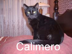 Je m’appelle Calimero, j’ai été adopté par Chimène avec Lilou
