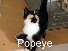 Je m’appelle Popeye j’ai été adopté par Aline