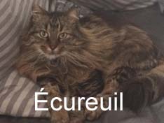 Écureuil adopté en 2012