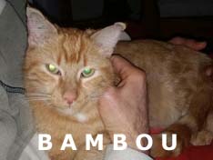 Je m’appelle Bambou