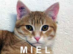 Miel adopté par Estelle (association Marie-Hélène)