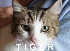 Tiger adopté par Isabelle (association Marie-Hélène)