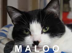 Maloo adopté par Nadine (association Marie-Hélène)