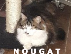 Je m’appelle Nougat, j’ai été adoptée par Patricia