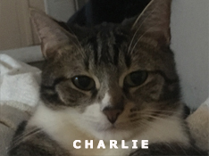 Je m’appelle Charlie, j’ai été adopté par Elsa.