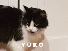 Je m’appelle Yuko, j’ai été adoptée par Karine