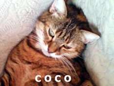 Je m’appelle Coco (ex dépôt), j’ai été adoptée par Marie-Hélène