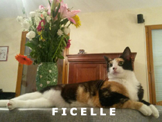 Je m’appelle Ficelle, j’ai été adoptée par Christophe et Sophie
