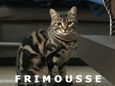 Je m’appelle Frimousse, j’ai été adoptée par Alexis (je suis la sœur de Filou)