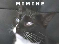 Je m’appelle Mimine, j’ai été adoptée par Amélie