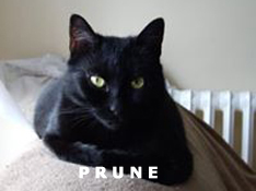 Je m’appelle Prune, j’ai été adoptée par Hugues
