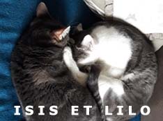 Nous nous appelons Isis et Lilo, nous avons été adoptés par Patricia