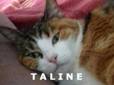 Je m’appelle Taline, j’ai été adoptée par Amandine