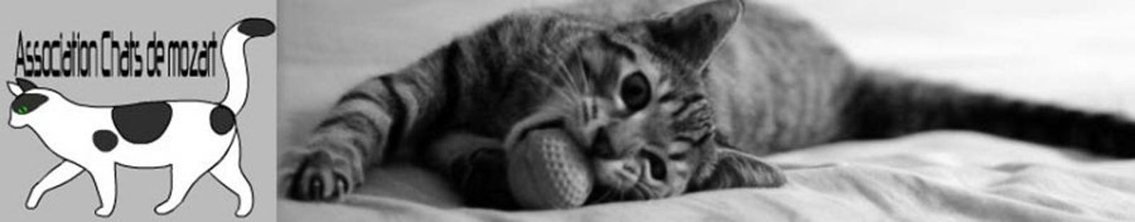 Un Piege Mortel Pour Nos Chats Chat De Mozart